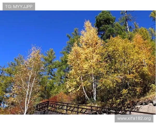 了解万博网站app下的详细操作指南助你轻松玩转平台